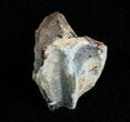 Triceratops Tooth With Partial Root - #4466-2